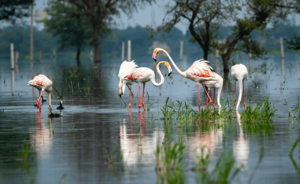 Keoladeo National Park